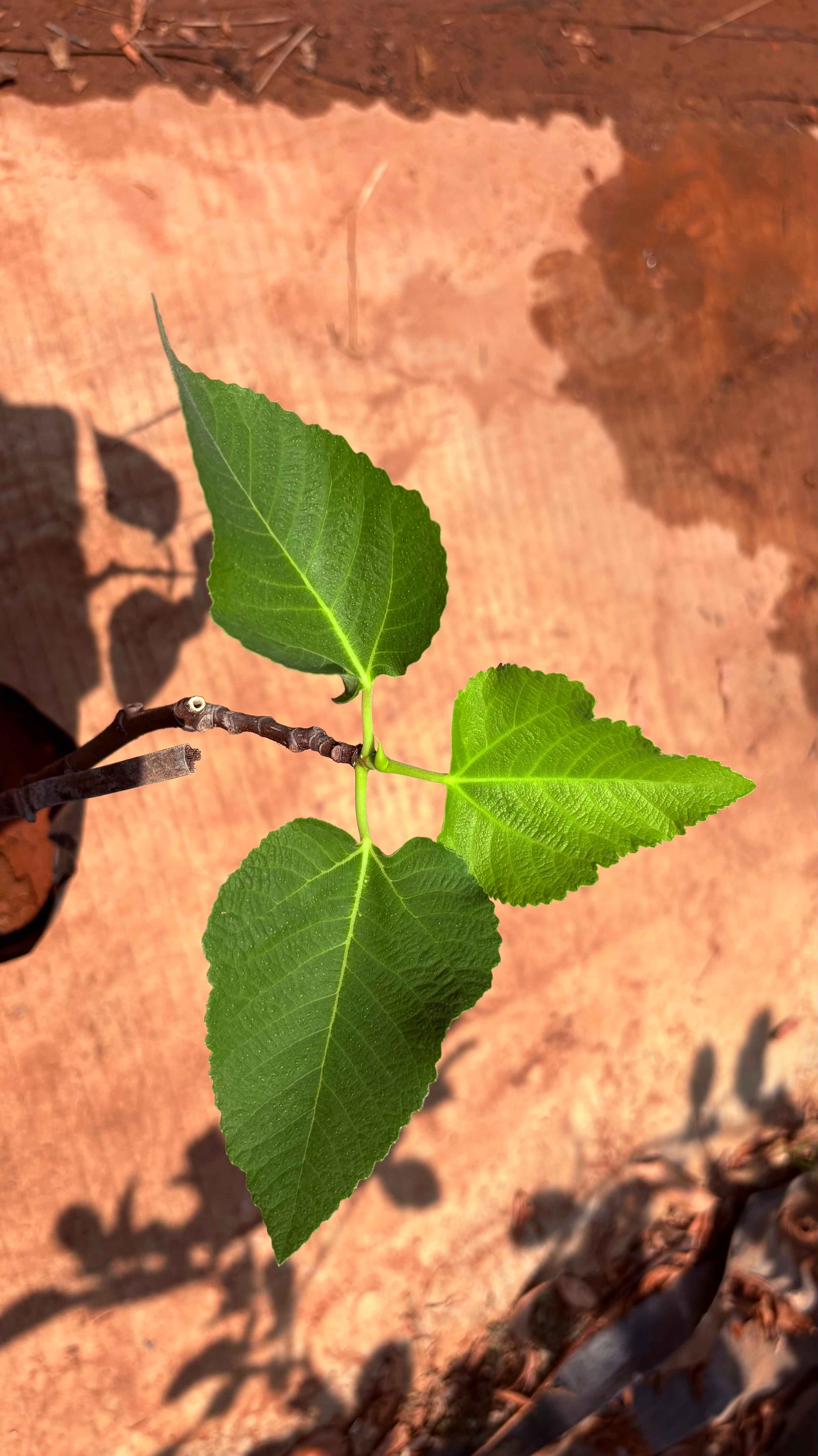 small fig 